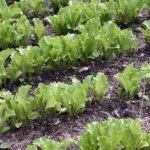Вирощування петрушки, підсобне господарство (вирощування) Вирощування петрушки, підсобне господарство