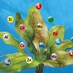 Вирощування з насіння - вирощування конопель в домашніх умовах (умовах) Вирощування з насіння - вирощування конопель в домашніх умовах