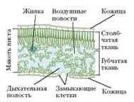 Видозмінені підземні пагони кореневище, бульба, цибулина, клубнелуковица (посібник) Видозмінені підземні пагони кореневище, бульба, цибулина, клубнелуковица
