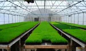 Вирощування зелені на продаж - ідея бізнесу в домашніх умовах або теплиці (вирощування) Вирощування зелені на продаж - ідея бізнесу в домашніх умовах або теплиці