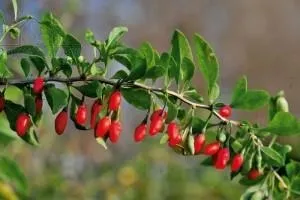 Вирощування дерези звичайної, садівникові на замітку (дерези) Вирощування дерези звичайної, садівникові на замітку