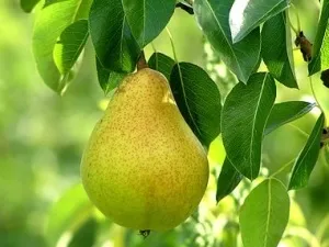 Вирощування однорічних, дачасадовніка (вирощування) Вирощування однорічних, дачасадовніка