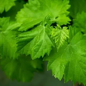 Виноградне листя користь і шкода, food and health (рецепти) Виноградне листя користь і шкода, food and health