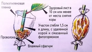 Вирощування вейгели посадка і догляд, розмноження, профілактика від хвороб (вейгели) Вирощування вейгели посадка і догляд, розмноження, профілактика від хвороб