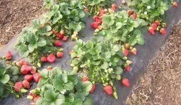 Вирощування полуниці в теплиці - інструкція та поради від професіоналів (теплиці) Вирощування полуниці в теплиці - інструкція та поради від професіоналів