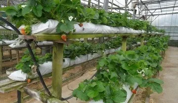 Вирощування полуниці в теплиці - інструкція та поради від професіоналів (сантиметрів після чого) Вирощування полуниці в теплиці - інструкція та поради від професіоналів