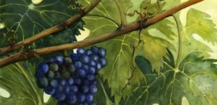 Виноградне листя користь і шкода, властивості, смак (користь) Виноградне листя користь і шкода, властивості, смак