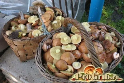 Вирощування маслюків на дачі і в домашніх умовах