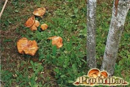 Вирощування маслюків на дачі і в домашніх умовах
