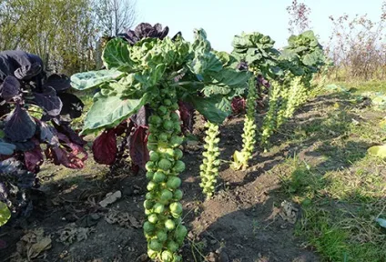 Вирощування брюссельської капусти секрети високої врожайності (вирощування брюссельська капуста) Вирощування брюссельської капусти секрети високої врожайності