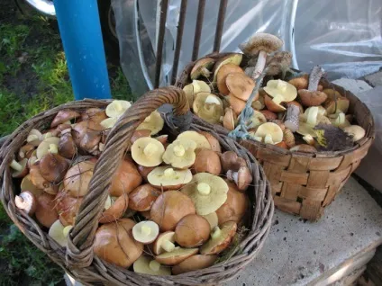 Вирощування маслюків 1 (вирощування) Вирощування маслюків 1