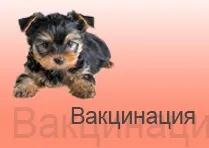 Як привчити йорка носити бантик, йоркширський тер'єр (йорка носити бантик) Як привчити йорка носити бантик, йоркширський тер'єр