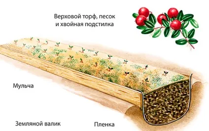 Як посадити садову журавлину на дачі - секрети садівників (садову) Як посадити садову журавлину на дачі - секрети садівників