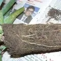 Водяний гіацинт догляд, вирощування і правила збереження взимку, відео та фото