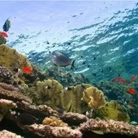 Водорості в червоному морі