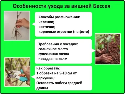 Вишня бессея правила догляду за плодоносною культурою (догляду) Вишня бессея правила догляду за плодоносною культурою
