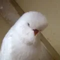 Восковица хвилястого папугу, будова і вага, фото і відео (хвилястих папуг є) Восковица хвилястого папугу, будова і вага, фото і відео