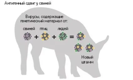 Все, що потрібно знати про свинячий грип 2016 перші симптоми, методи лікування та профілактики (симптоми) Все, що потрібно знати про свинячий грип 2016 перші симптоми, методи лікування та профілактики