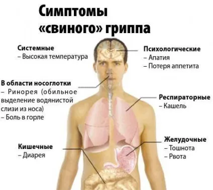 Все, що потрібно знати про свинячий грип 2016 перші симптоми, методи лікування та профілактики (2016) Все, що потрібно знати про свинячий грип 2016 перші симптоми, методи лікування та профілактики