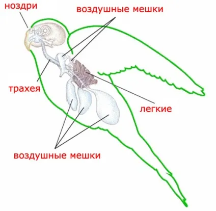 Восковица хвилястого папугу, будова і вага, фото і відео (папуги) Восковица хвилястого папугу, будова і вага, фото і відео