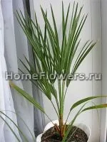 Хамеропс - кімнатні квіти і рослини на (palmae) Хамеропс - кімнатні квіти і рослини на