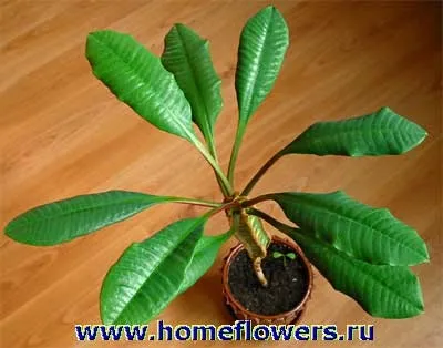 Хамеропс - кімнатні квіти і рослини на (арекової пальмових Arecaceae) Хамеропс - кімнатні квіти і рослини на