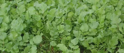 Всі види редьки на фото - олійна, чорна, зелена, дайкон, маргеланская, біла солодка і дика (чорна) Всі види редьки на фото - олійна, чорна, зелена, дайкон, маргеланская, біла солодка і дика