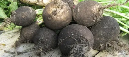 Всі види редьки на фото - олійна, чорна, зелена, дайкон, маргеланская, біла солодка і дика (чорна) Всі види редьки на фото - олійна, чорна, зелена, дайкон, маргеланская, біла солодка і дика