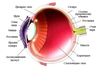 Вторинна глаукома симптоми, лікування, профілактика
