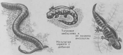 Ящірки, змії, черепахи