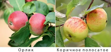 Яблуня як підібрати сорт на