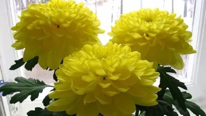 Хризантеми посадка і догляд у відкритому грунті, в горщику