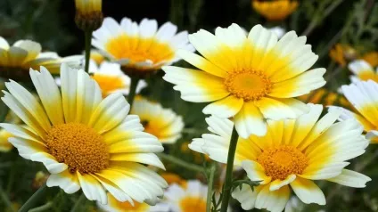 Хризантеми посадка і догляд у відкритому грунті, в горщику