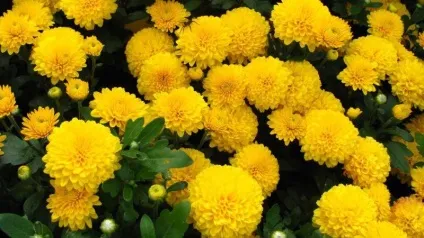 Хризантеми посадка і догляд у відкритому грунті, в горщику