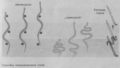 Ящірки, змії, черепахи