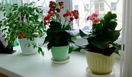 Янтарна кислота для квітів як розводити, поливати і підгодовувати квіти (дії несприятливих чинників) Янтарна кислота для квітів як розводити, поливати і підгодовувати квіти