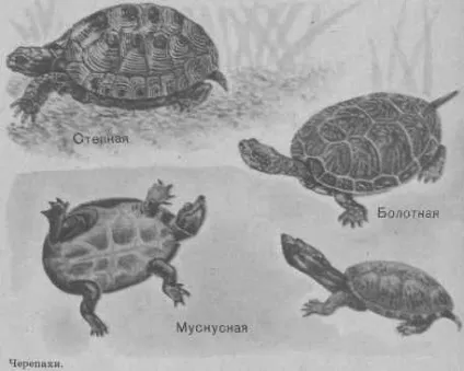 Ящірки, змії, черепахи