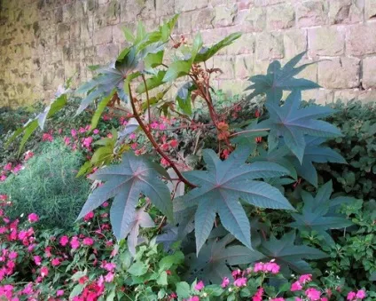 Отруйні квіти, фото - отруйні рослини в саду, городі і на дачі, поради (отруйні) Отруйні квіти, фото - отруйні рослини в саду, городі і на дачі, поради