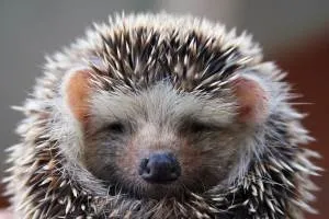 Загадки про їжака для дітей з відповідями (загадки) Загадки про їжака для дітей з відповідями