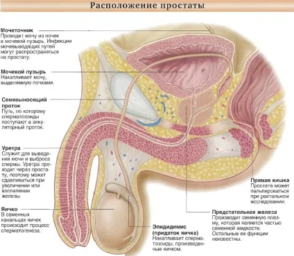Захворювання передміхурової залози і їх основні симптоми (передміхурова залоза) Захворювання передміхурової залози і їх основні симптоми