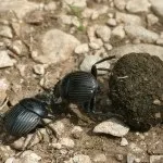 Жук скарабей опис, види, цікаві факти (фото, відео) (близько двох тижнів) Жук скарабей опис, види, цікаві факти (фото, відео)