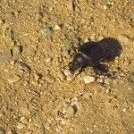 Жук скарабей опис, види, цікаві факти (фото, відео) (жук скарабей комаха вид багато гній форма кулька лапка) Жук скарабей опис, види, цікаві факти (фото, відео)
