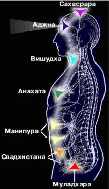 Знаки зодіаку і їх зв'язок з хворобами людини (рослина) Знаки зодіаку і їх зв'язок з хворобами людини