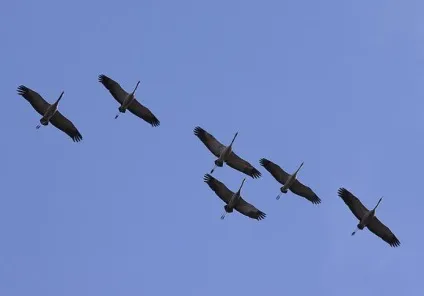 Журавель сірий фото, особливості способу життя (особливо) Журавель сірий фото, особливості способу життя