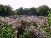 Знаменитий селище диканька під Полтавою (світовий туризм міста країни пам'ятки міфи легенди активний відпочинок) Знаменитий селище диканька під Полтавою