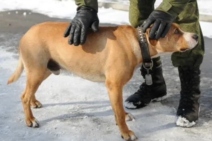 10 Бригада спецназу гру