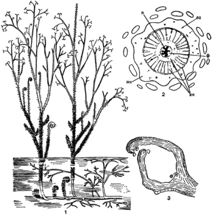 1-Й клас - псілофітовідние (psilophytopsida) (psilophytopsida) 1-Й клас - псілофітовідние (psilophytopsida)
