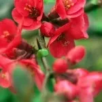 Айва японська в ландшафтному дизайні, посадка і догляд (айва) Айва японська в ландшафтному дизайні, посадка і догляд