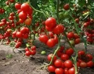 Бальзамін вирощування з насіння коли садити (Правила зберігання насіння) Бальзамін вирощування з насіння коли садити