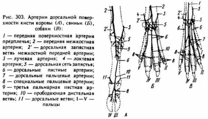 Артерії грудної кінцівки